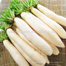 NR03 Xinku China radish seeds for agricultural, radish seeds factory